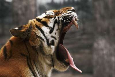 老虎 孟加拉虎 动物园 野生猫 猫科动物 动物 打哈欠