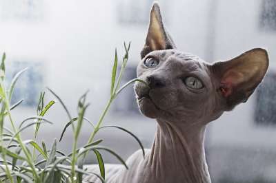 动物 猫 猫科动物 无毛 宠物