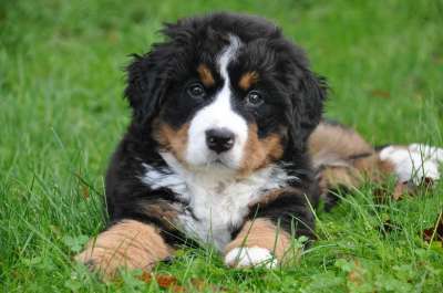 伯恩山犬 狗 大狗 动物 绿色 自然 家庭