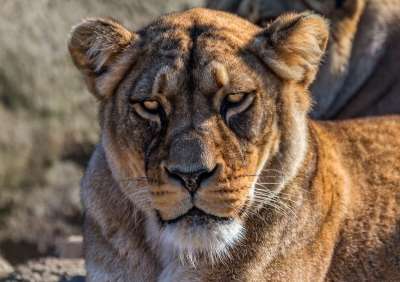 狮子 动物园 猫科动物 野蛮的 野猫 野生动物 看 自然