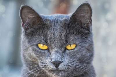 猫 宠物 头 动物 国内的猫 猫科动物 哺乳动物 肖像 散景