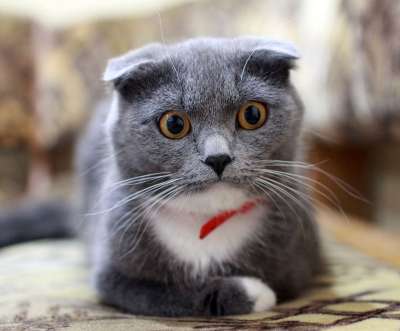 猫 英国 震惊 视线 英国猫 折 宠物 小猫 灰色的 家猫