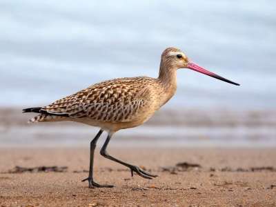 鸟 鹬 海滩 支撑 沙 动物 条尾神仙 Godwit 条尾
