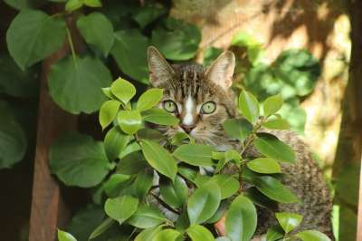 宿醉 猫 猫眼 猫脸 鲭鱼 家畜 家猫 动物 野生动物 隐