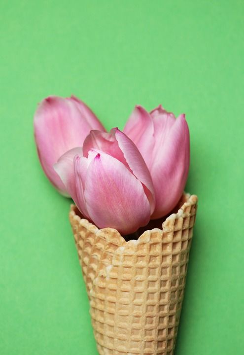郁金香 郁金香花 开花 蛋卷冰淇淋 冰淇淋蛋筒 胡扯 绿色 粉色的