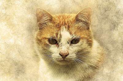 猫 宠物 艺术 抽象 优质的 动物 基蒂 艺术的 设计 肖像