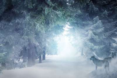 景观 冬天 雪 狼 雾 森林 狼 狼 狼 狼 狼