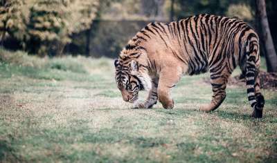 老虎 猫 动物 野生动物 树木 金属丝 栅栏 障碍