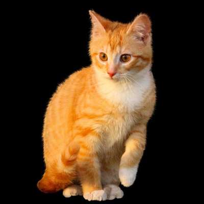 动物 猫 家畜 小的猫 年轻的猫 可爱的 孤立 小猫