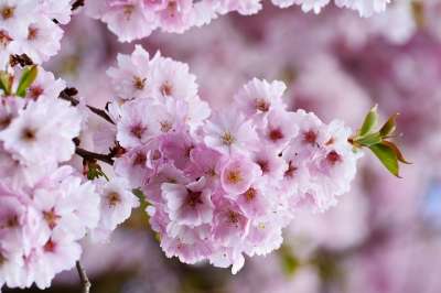 樱花 日本樱桃 树开花 粉色的 花 自然 植物 开花 树 科