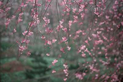 春天 樱花 花 美 红 绿 黄