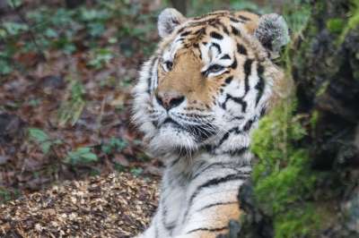 老虎 捕食者 危险的 动物园 Amurtiger