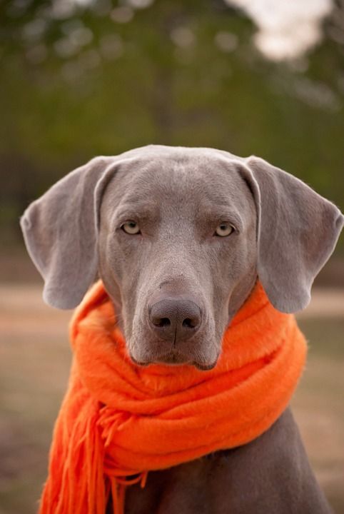 狗 犬只 围巾 宠物 犬类 纯种 国内的 可爱的 棕色 品种