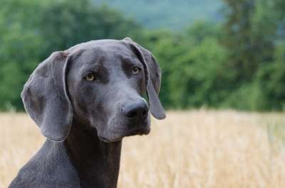 狗 犬只 头 动物 鼻子 家畜 动物肖像 年轻的狗 猎犬 四足