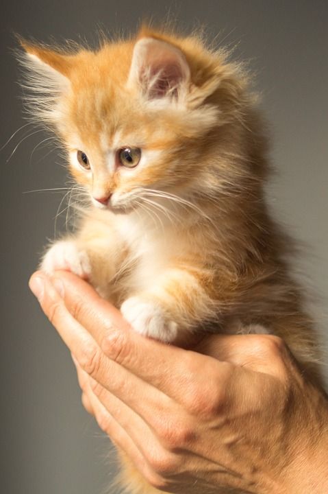 小猫 可爱的 猫 动物 宠物 年轻 国内的 猫科动物 可爱猫咪