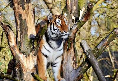 老虎 大猫 捕食者 野猫 危险的 高贵 大华 野生动物 动物园