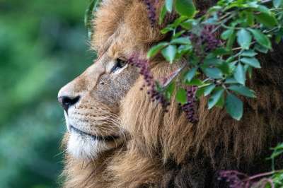 狮子 捕食者 非洲 动物 苹果浏览器 动物园 猫 大猫 野生动物
