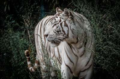 老虎 白色的老虎 捕食者 动物 猫 野猫 动物园 大猫 野生动物