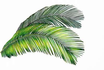 绿色 棕榈 热带 树叶 植物学 天堂 有天赋的人 自然 夏天