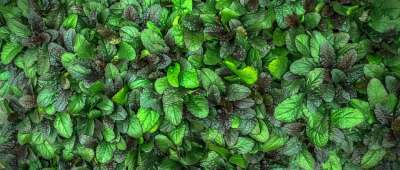 叶子 植物 Hwalyeob 绿色的植物 绿叶 绿色的树叶