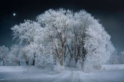景观 树 雪 夜 亲爱的 月亮 夜 夜 月亮 月亮 月亮