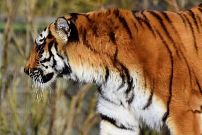 老虎 大猫 捕食者 野猫 虎头 舌头 危险的 高贵 大华