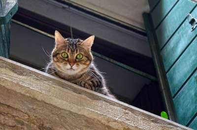 猫 窗台 窗户 鲭鱼 动物 家畜 家猫 快门 眼睛 细心