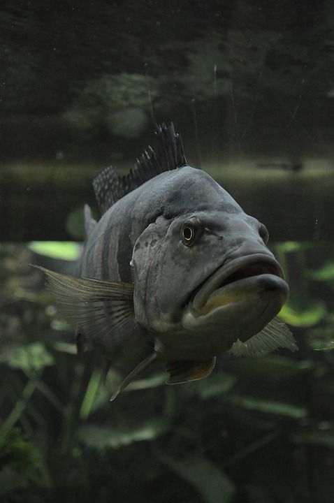 鱼 水 水族馆 自然 水下 鱼 鱼 鱼 鱼 鱼 水下