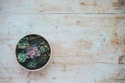 花 植物 花盆 锅 花瓶 秋天 落下 树木 表