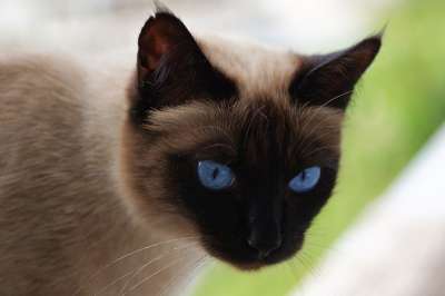 暹 暹罗 猫 家猫 品种猫 宿醉 动物 猫脸 眼睛 家畜