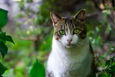 猫 宠物 动物 猫科动物 绿色的动物 绿色的宠物
