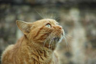 猫 黄色 动物 可爱 睫毛 街 小的 小动物 猫须 宠物