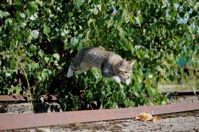 猫 小猫 猫宝宝 飞跃 游戏 家猫