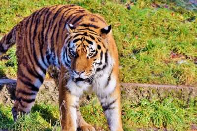 老虎 大猫 捕食者 食肉动物 动物园 蒂尔加滕 猫 动物 野猫