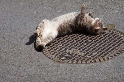 猫 猫科动物 动物 糖果 家畜 长毛猫 嘴里的下水道 城市 外套