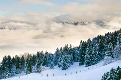 森林 景观 山脉 山 自然 云海 雪 树木 冬天