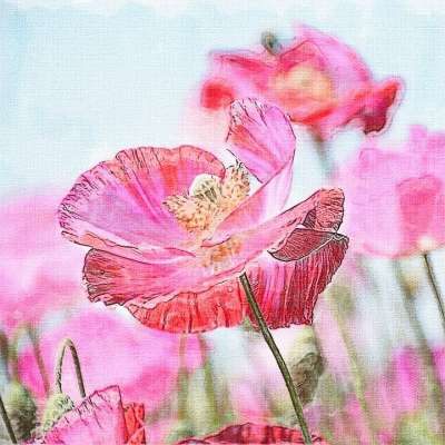 野罂粟 性质 夏天 鲜花 玉米地 纸 剪贴簿 艺术 绘画