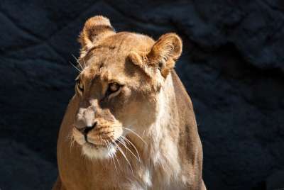 狮子 母狮 捕食者 大猫 女性 哈根贝克动物园