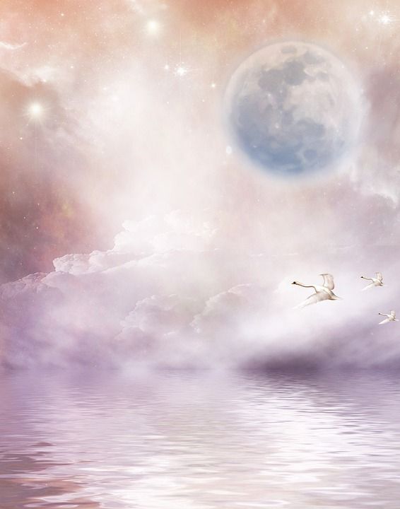 背景 静止的 给我留言 天空 月亮 天鹅 星星 水 粉色的