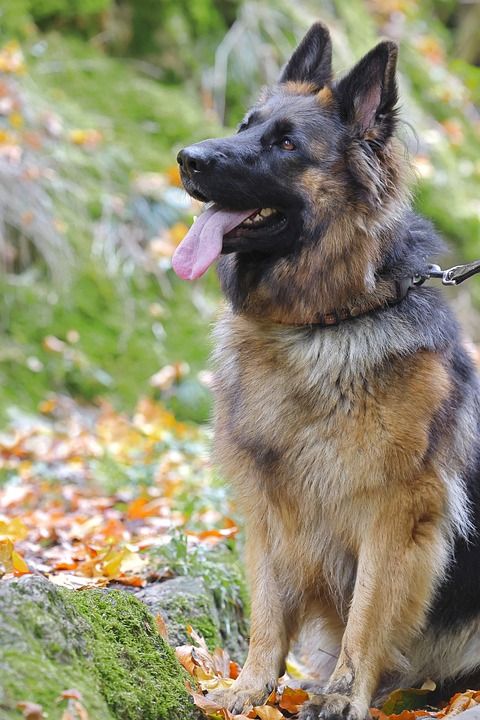 狗 德国牧羊犬 政府物料供应处 草地 秋天 落下 动物 哺乳动物