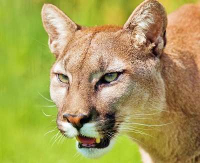 美洲狮 动物 山狮 捕食者 大猫 野猫 动物园 猫