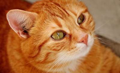 猫 宿醉 红色的 可爱的 鲭鱼 老虎 舒适 动物 家猫 毛皮