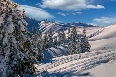 冬天 自然 树木 季节 山 雪 景观 阿尔卑斯山
