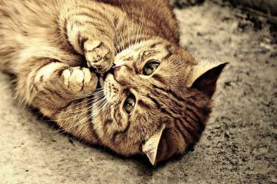 猫 宿醉 棕褐色 可爱的 鲭鱼 老虎 舒适 动物 家猫 毛皮