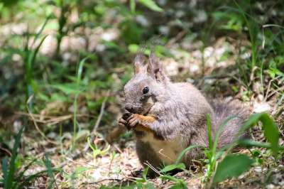 松鼠 啮齿动物 觅食 野生动物 森林 荒野 自然 动物 动物世界