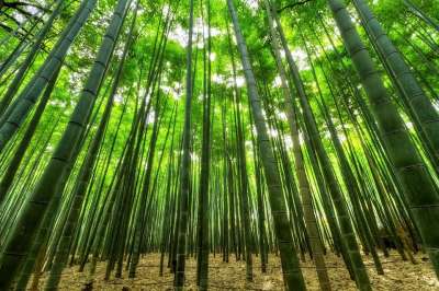 竹子 树木 绿色 生长 竹树 森林 竹林 丛林 自然 看法