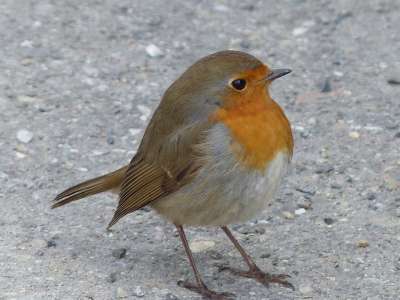 鸟 知更鸟 动物 Erithacus Rubecula 鸟类