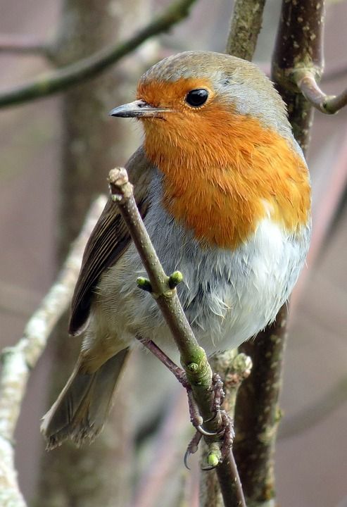 知更鸟 欧洲知更鸟 Erithacus Rubecula 红色的 冬天