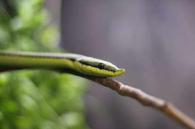 自然 蛇 野生动物 Reptilia 爬虫 绿色的蛇 格拉纳达 生