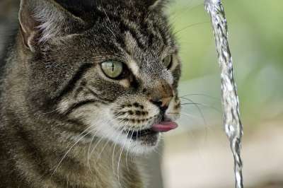 猫 蒂格特 老虎 毛皮 可爱的 眼睛 口渴 水 喷泉 喝 舔